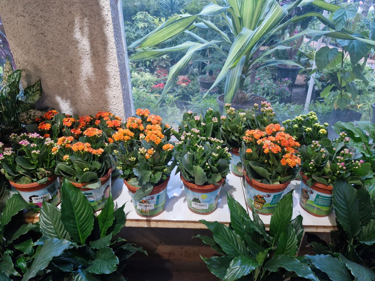 Indoor Plants 2