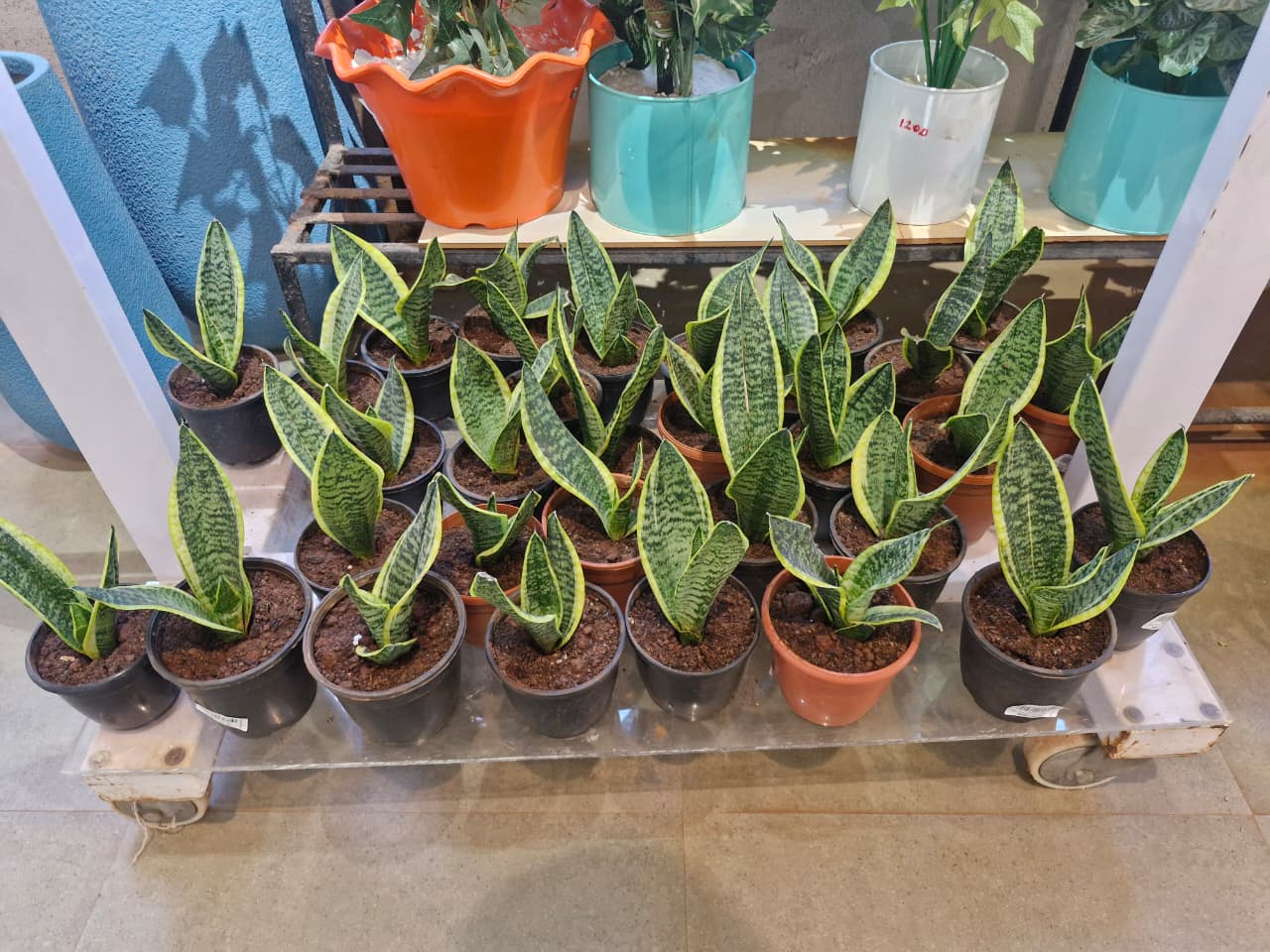 Indoor Plants 4
