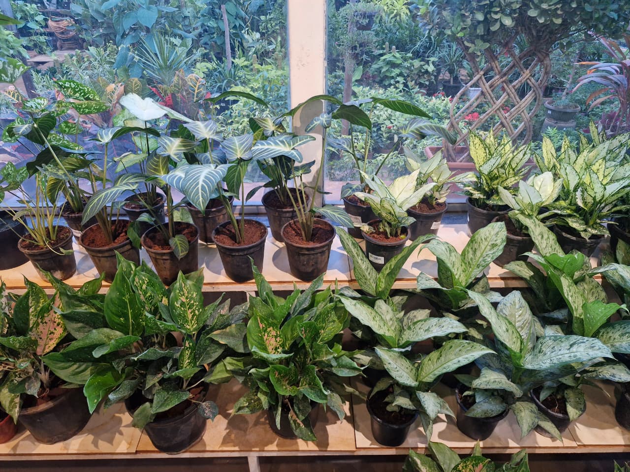Indoor Plants 3