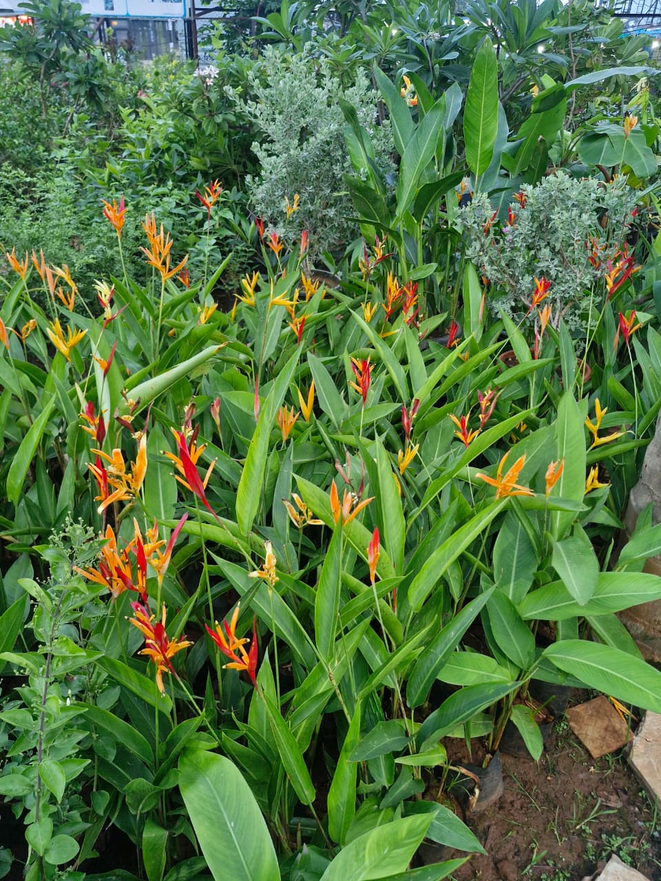 Outdoor Plants 4